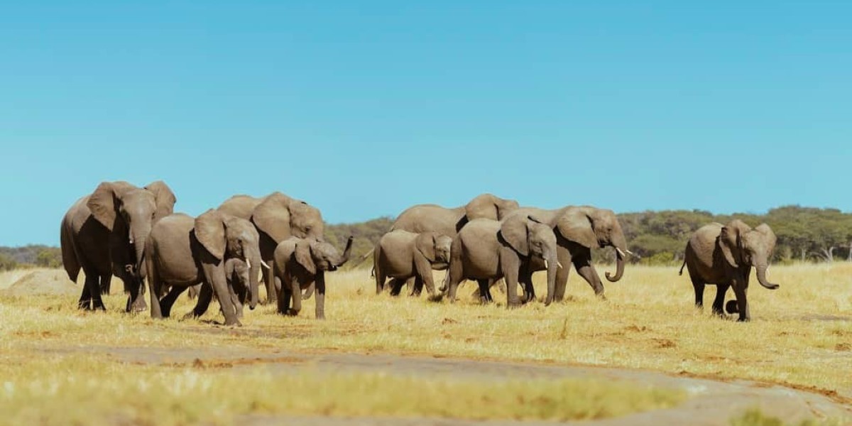Unlock the Hidden Gems: Discover the Top 10 Experiences on a Botswana Safari