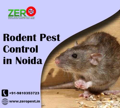 Reliable Rodent Pest Control Services in Noida: Say Goodbye to Unwanted Guests!