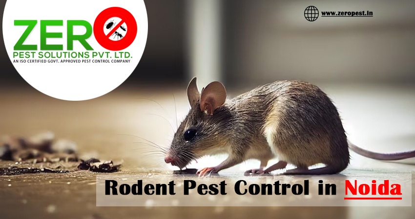 Eliminate Unwanted Guests with Top-notch Rodent Pest Control Services in Noida - Ensuring Effective Solutions! - Zero Pest Control