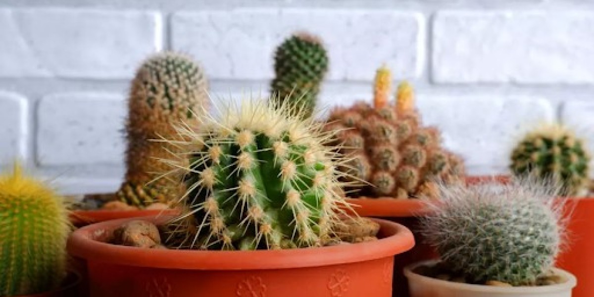 The Resilient Elegance: Exploring the World of Cactus