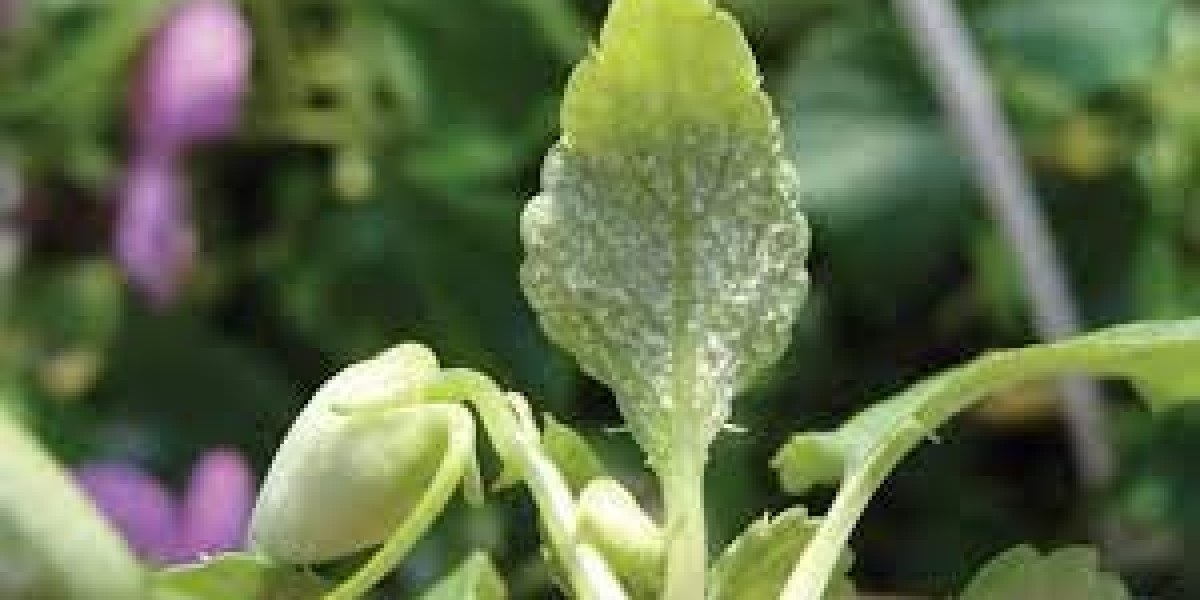 Downy Products Against Mildew Market size See Incredible Growth during 2030