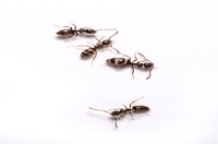 Ant Pest Control Kew, Ant Removal Kew, Pest Control Near me