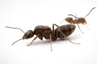 Ant Pest Control Caroline Springs, Ant Removal Caroline Springs