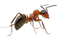 Ant Pest Control Lilydale, Ant Removal Lilydale, Pest Control Near me