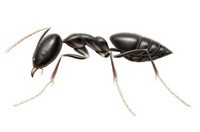 Ant Pest Control Hastings, Ant Removal Hastings, Ant killer Hastings