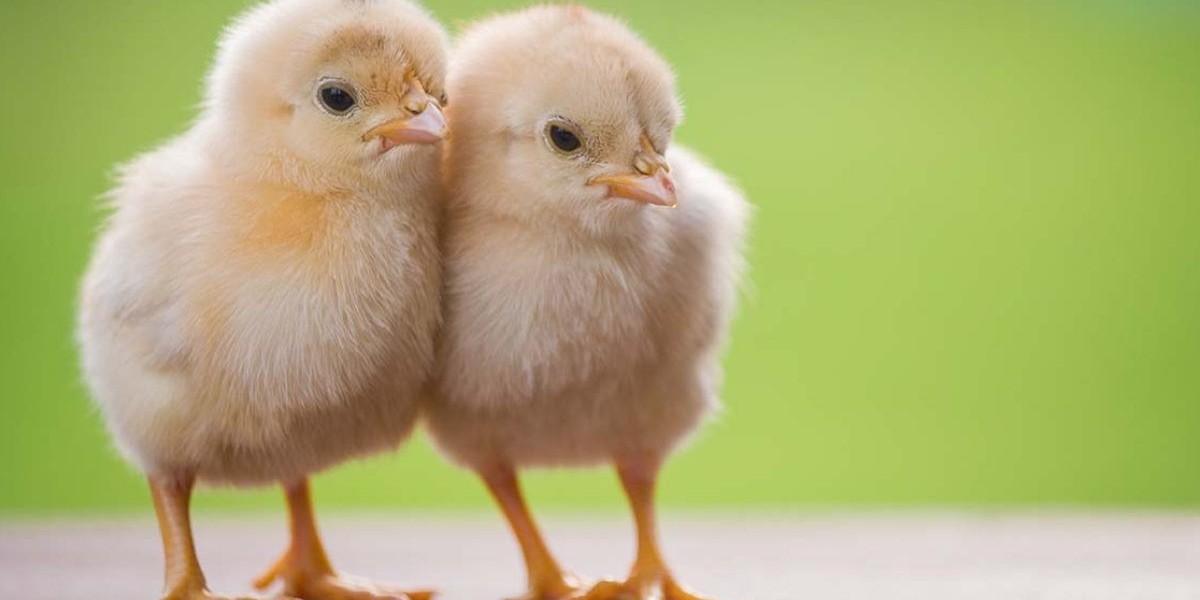 The particular Beauty associated with Baby Chickens : A Owner's manual for Looking after Your own Feathered Friends