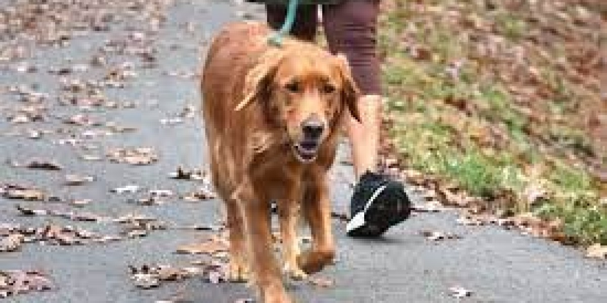 The Joy of Walking Your Dog: Benefits and Best Practices