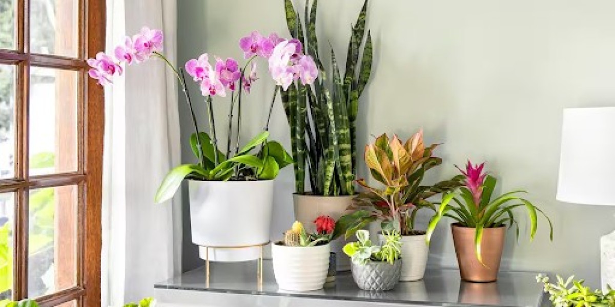From Our Jungle to Your Home: Experience The Best Plant Delivery in Melbourne