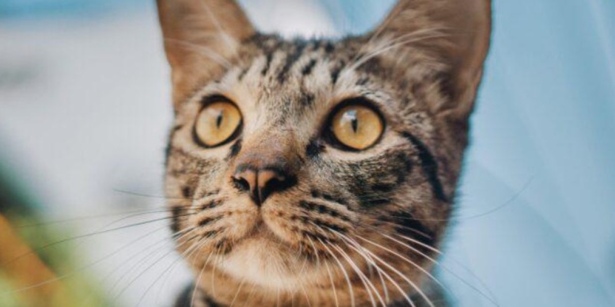 Purizon Perfection: Verwandeln Sie das Leben Ihrer Katze mit unwiderstehlicher Ernährung!