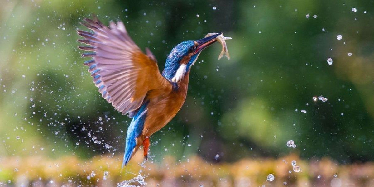 Why you need a proper camera for brilliant bird photography