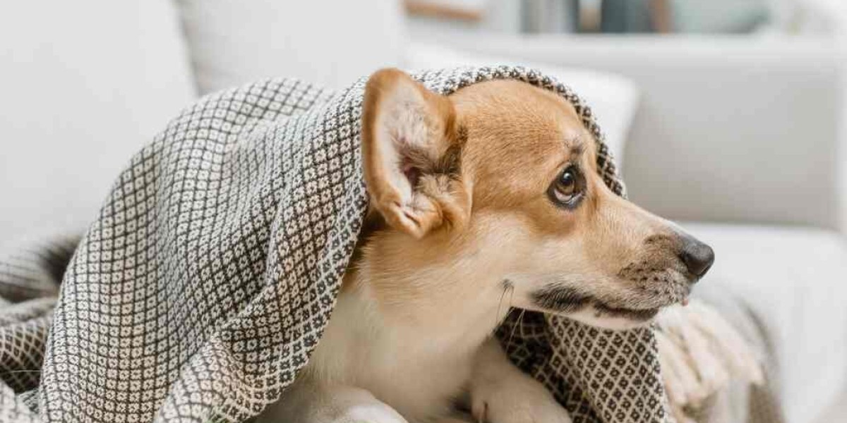 Guide for Restraining a Dog with a Towel Safely