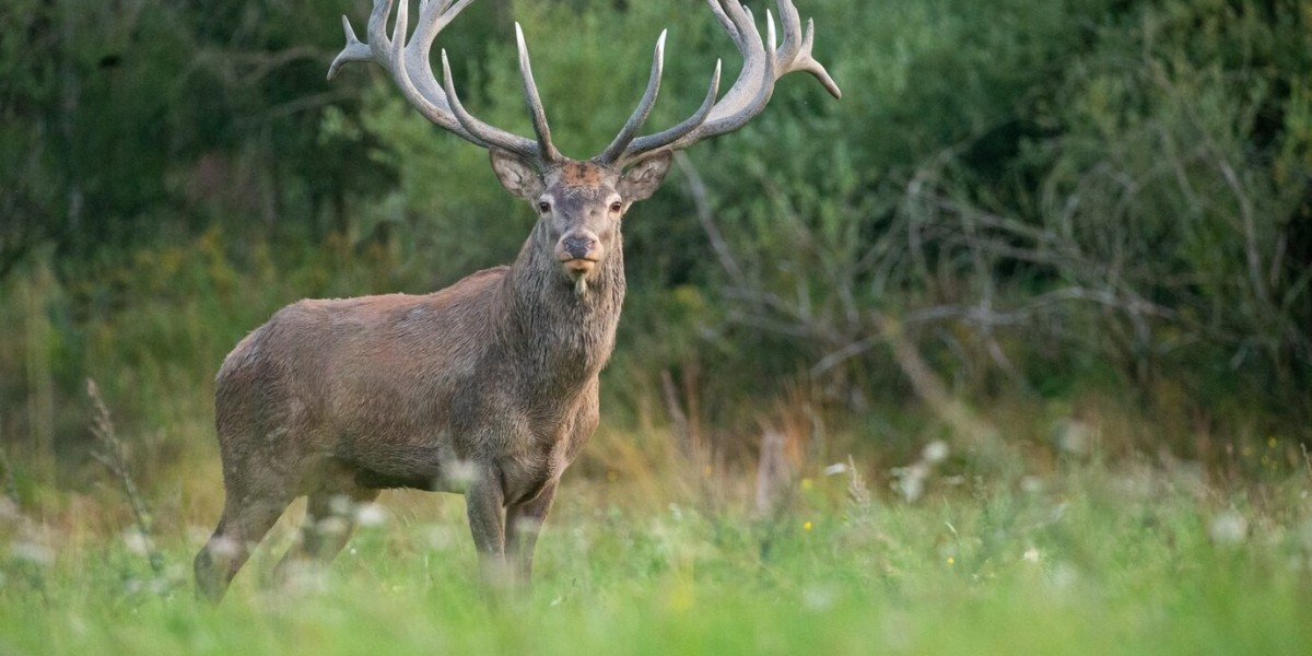 Maximizing Your Guided Elk Hunts Experience