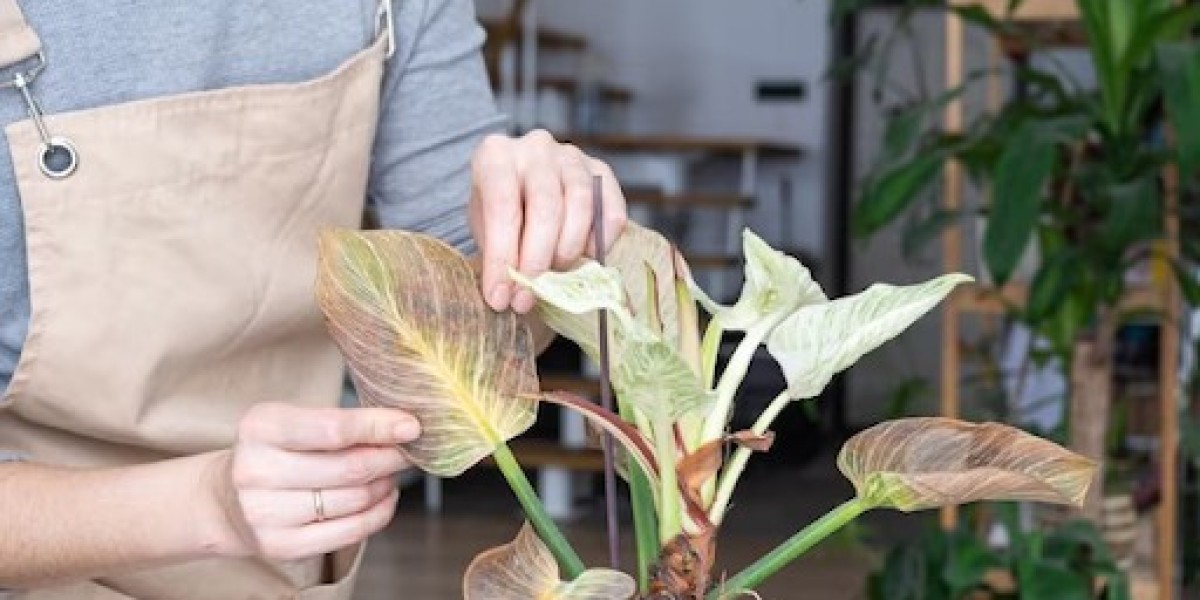 Unveiling the Allure of Syngonium and Philodendron Birkin in Your Indoor Jungle