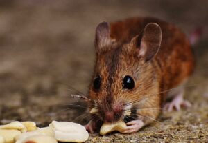 Rat Removal Mont Albert, Mice, Rodent Control Mont Albert