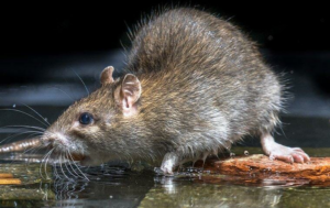 Rat Removal Lilydale, Mice, Rodent Control Lilydale