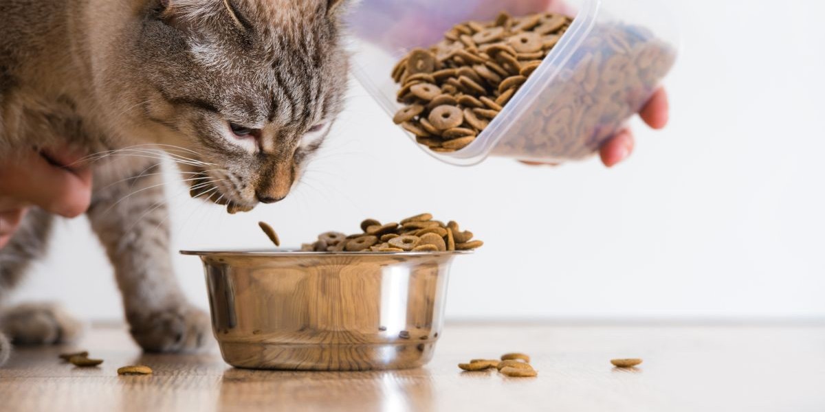 Mexico Cat Food Market: Rising Demand Reflects Pet Care Evolution