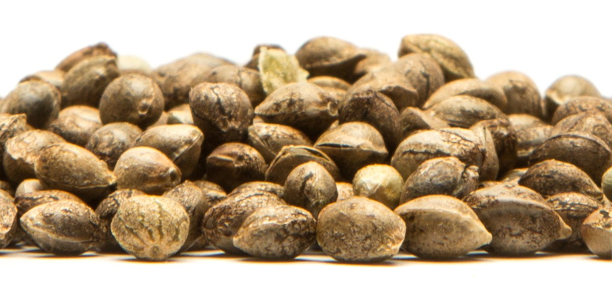 Where to Buy Cannabis Seeds: Exploring Options with The Clone Conservatory