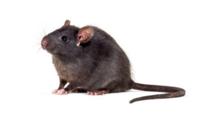 Rat Removal Templestowe, Rat & Rodent Control Templestowe