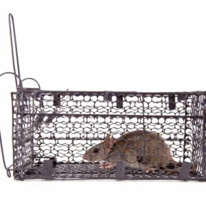 Rat Removal Ringwood, Mice, Rodent Control Ringwood