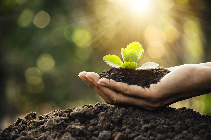 Effective Uses And Benefits Of Humic Acid For Plants | TechPlanet