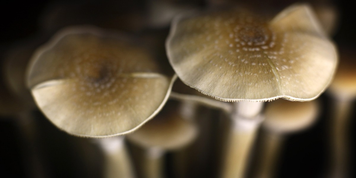 Unveiling the Mysteries: Investigating the Duration of a Shroom High