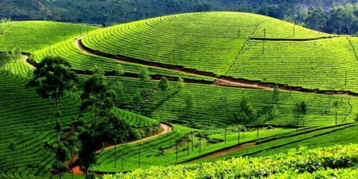 Kerala Holiday Tour Package with Munnar-Thekkady-Alleppey