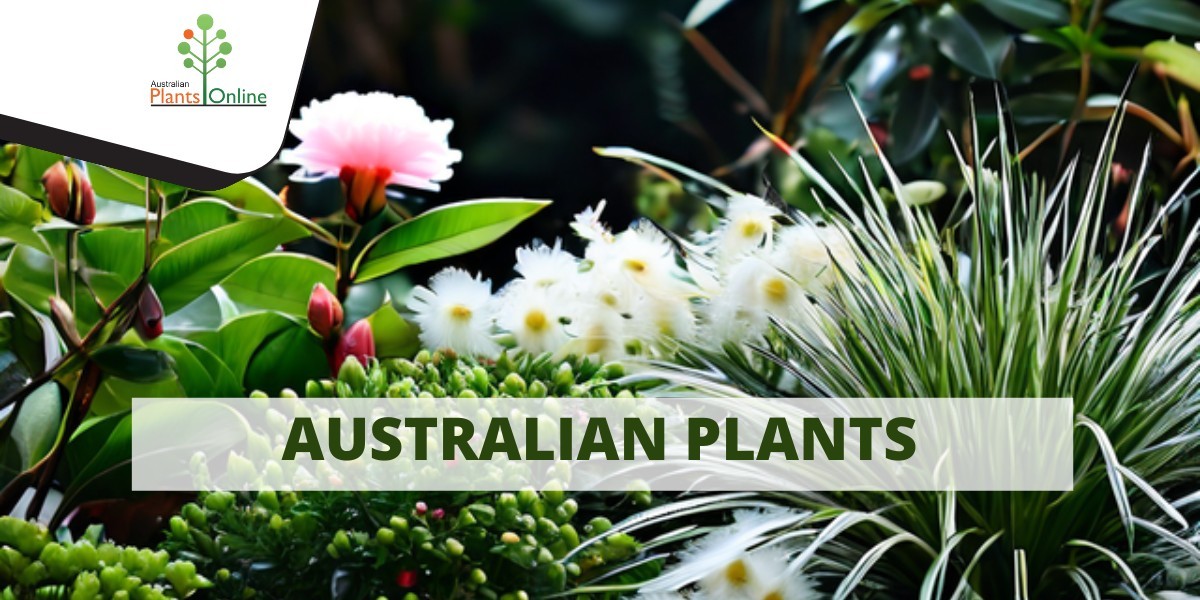 Explore Tubestock Delights: Australian Plants Online Nursery Offerings