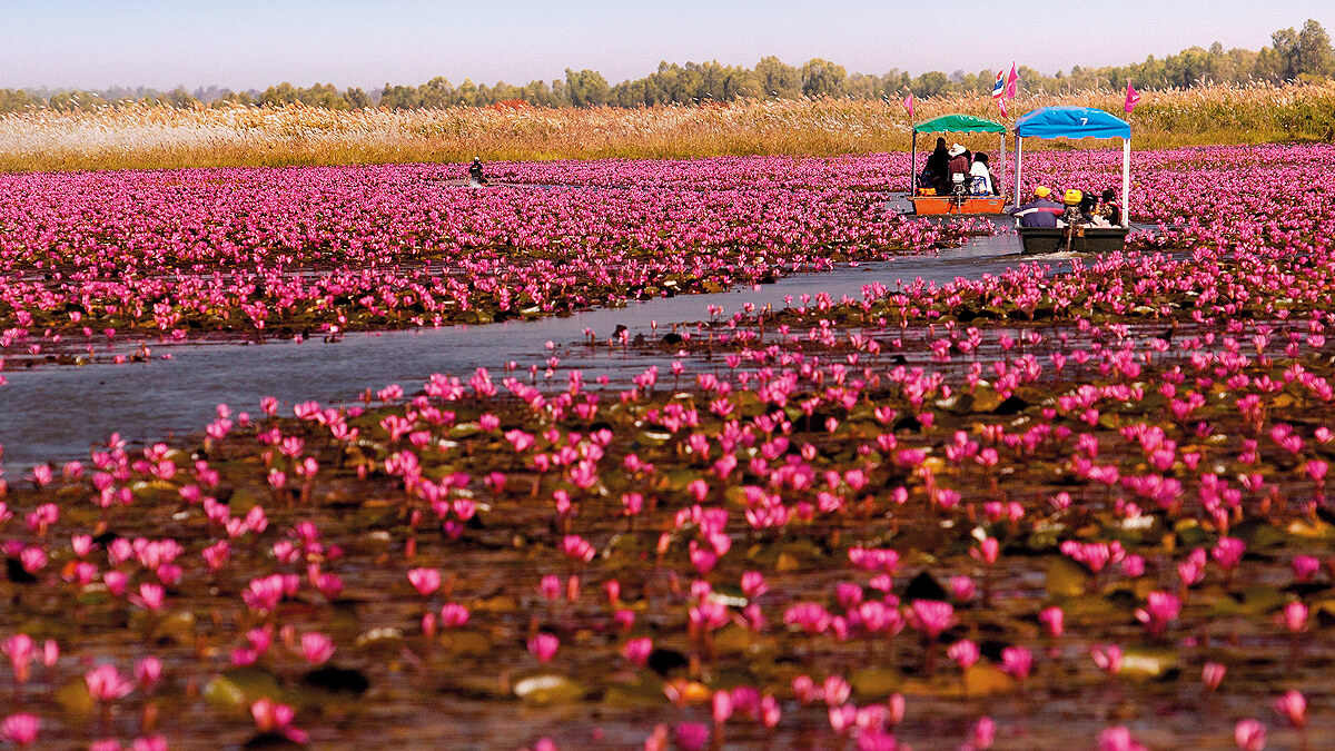 Know When to Visit This Stunning Lake in Thailand for Boating amidst Pink Lilies