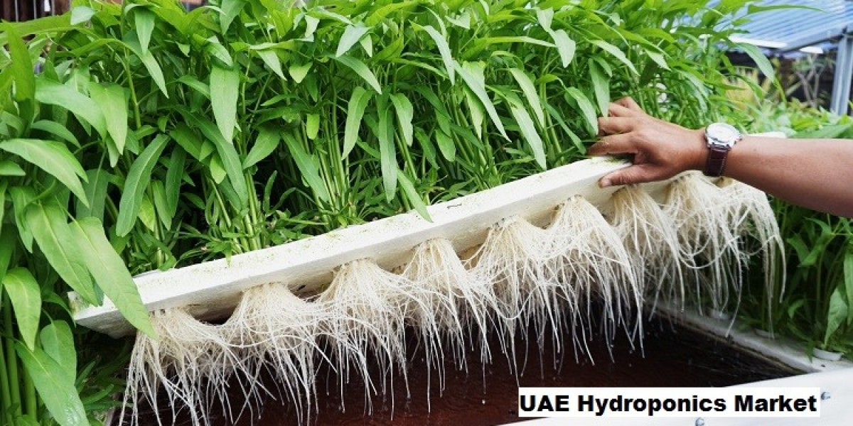 Unveiling UAE Hydroponics Market: Size, Share, Trends, Growth And Forecast