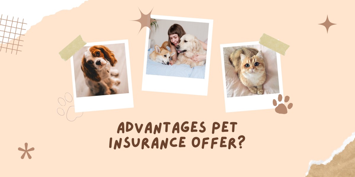 Otto Pet Insurance