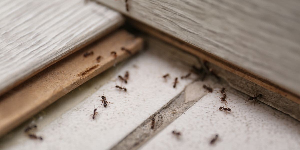 Clearing Ants from Your Home in Clarksdale