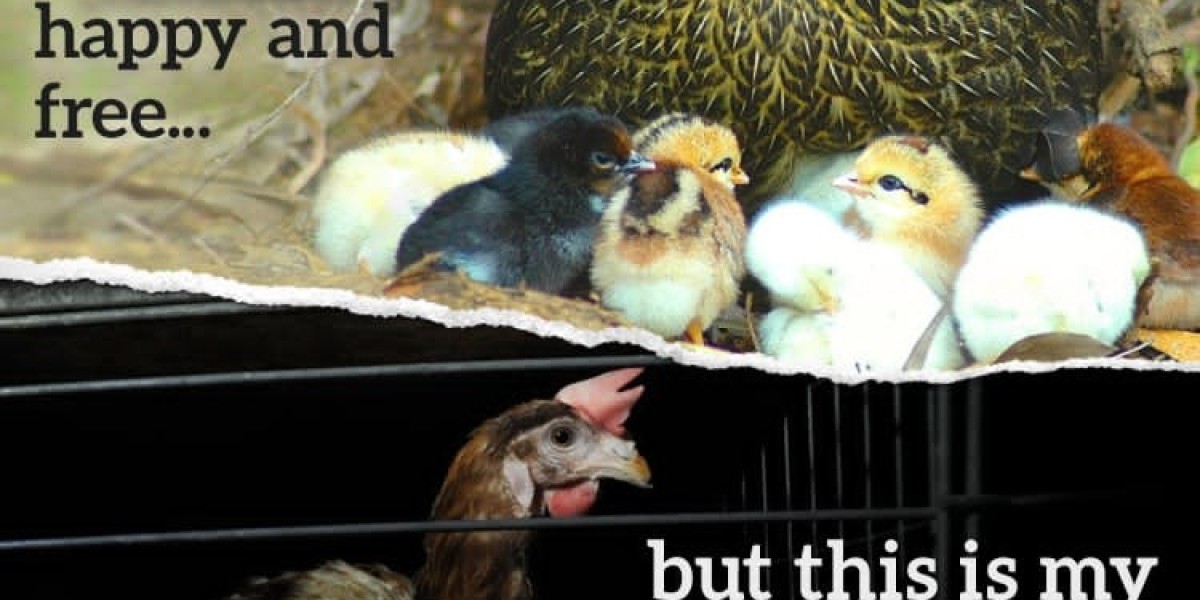 Shedding Light on the Issue: Duckling Farming Abuse Exposed