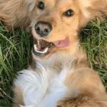 Dog Training Virginia Profile Picture