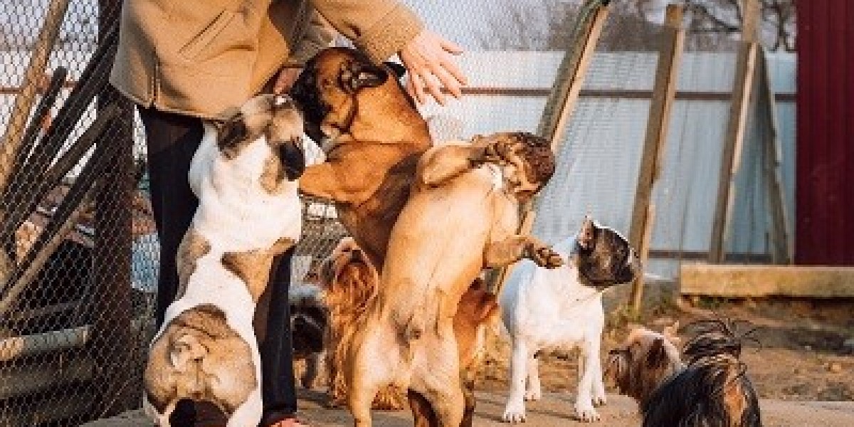 The Ultimate Guide to Choosing the Perfect Farm-Style Dog Boarding Facility