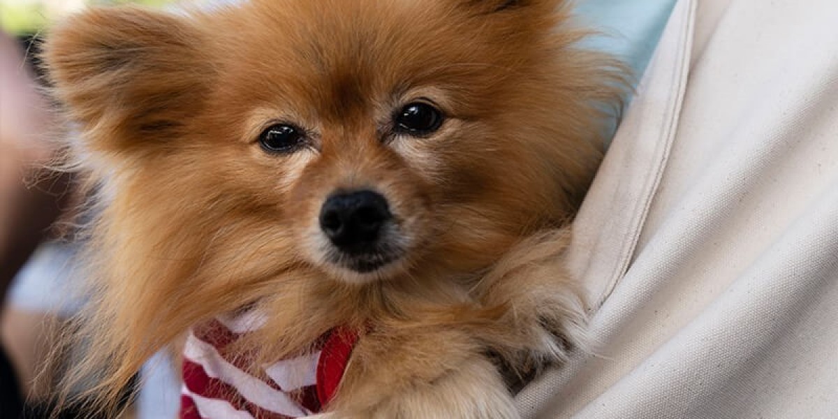 Are Pet Travel Services in Vancouver Safe and Reliable? Find Out Here