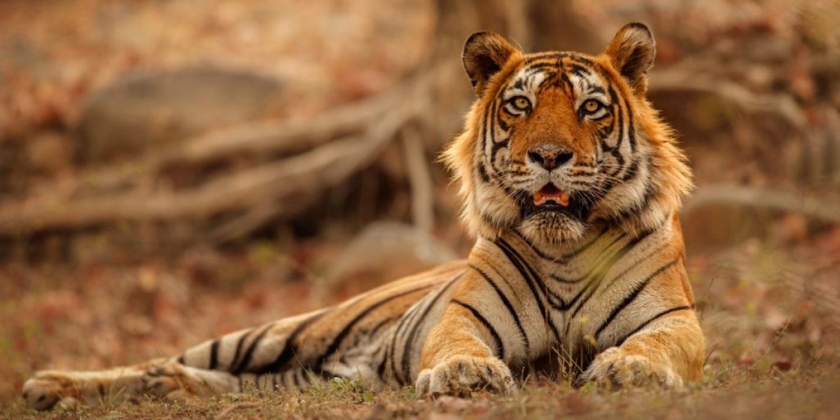 Experience the Best Jaipur to Ranthambore Day Trip by Car