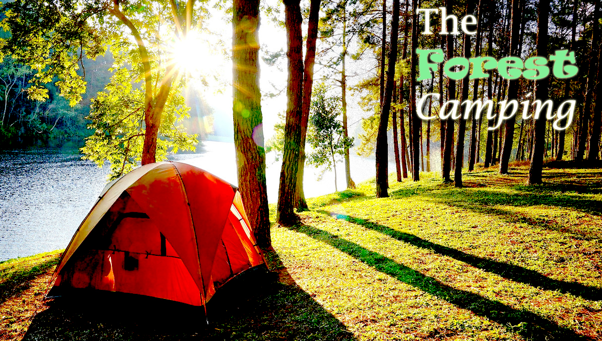 What Is Forest Camping?