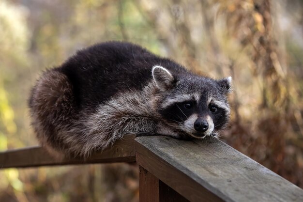 Why Raccoon Removal in Houston is Essential for Your Property's Safety - HituponViews