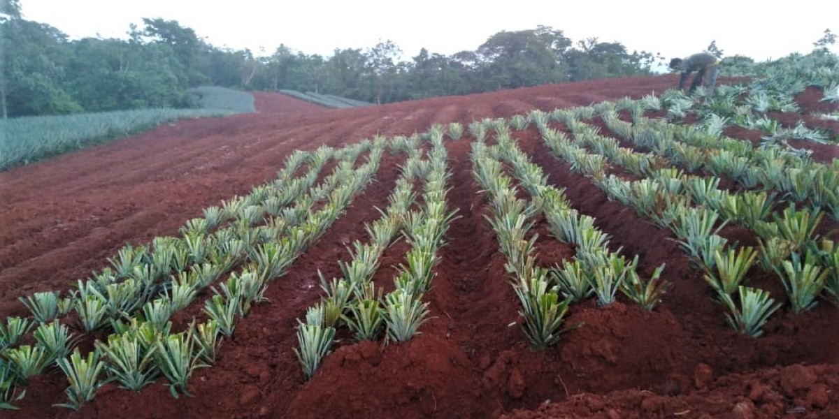 Investing in Costa Rica: Pineapple Farms for Sale