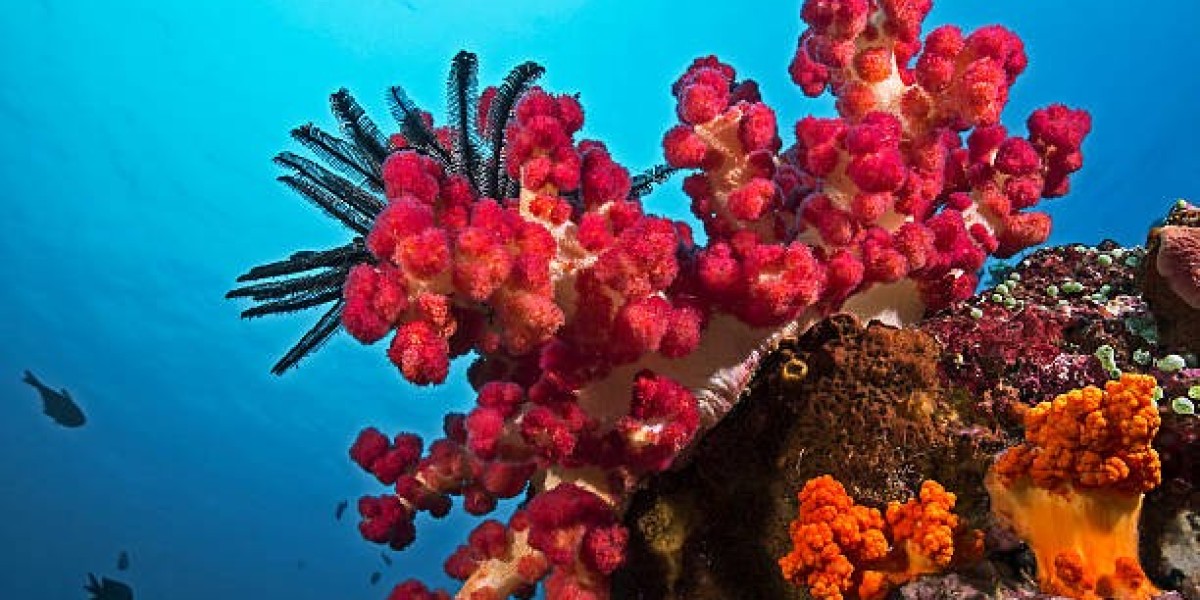 Essential Tips for Successful Coral Propagation