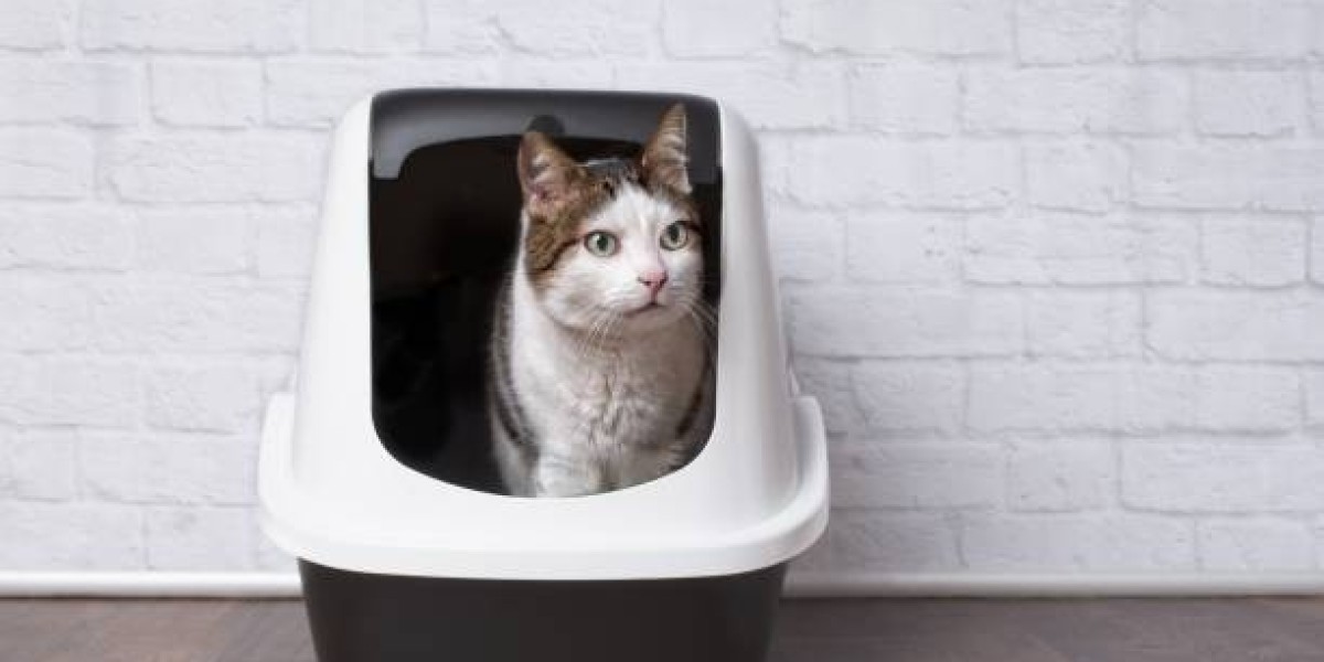 Enhance Your Cat Care Routine with Automatic Cat Litter Boxes and Automatic Cat Feeders