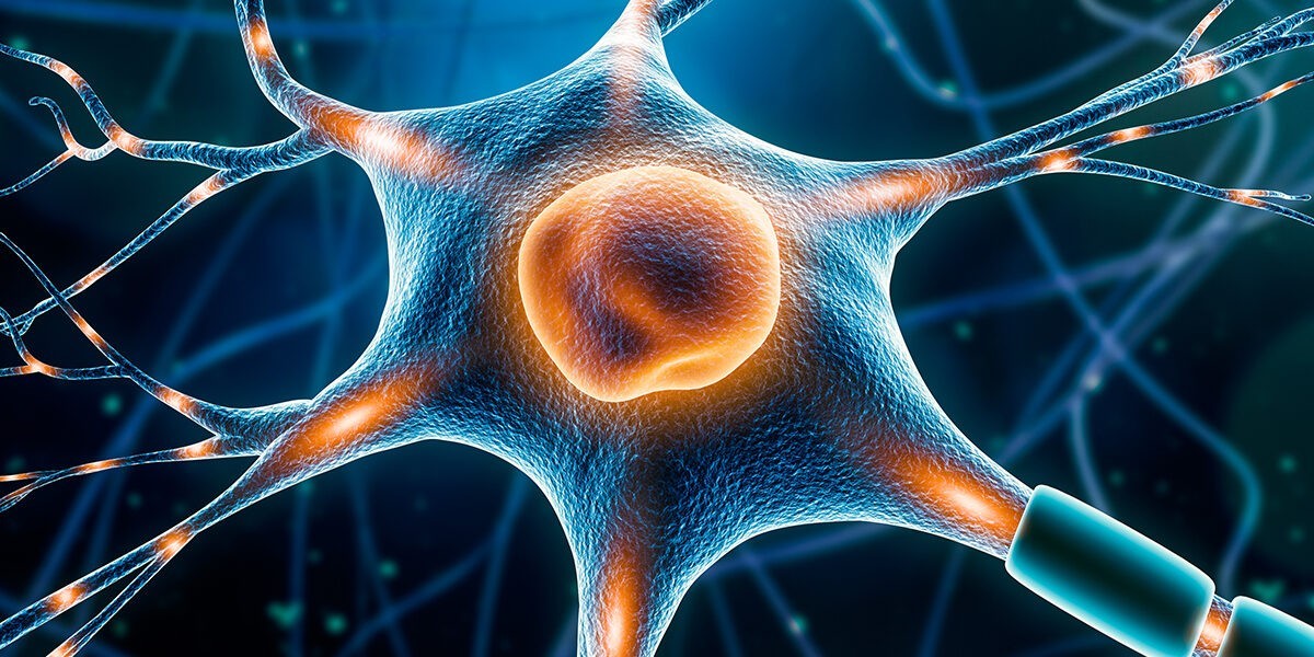 Global Neuroscience Market Report: Size, Share, and Growth Projections 2024-2032