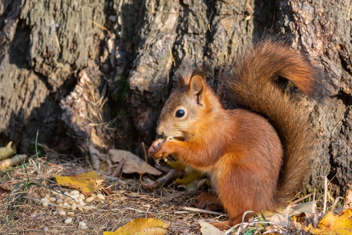 The Ultimate Guide to Squirrel Removal: Tips and Tricks for Homeowners  – Ray Charles