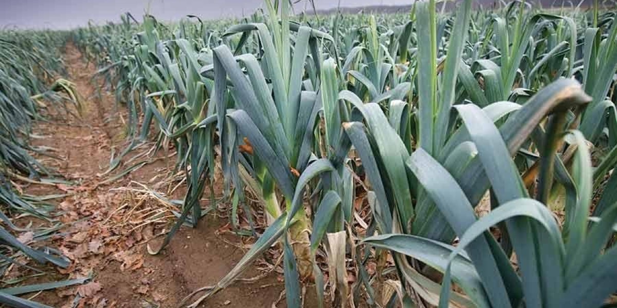 Leek Cultivation in India: Varieties, Optimal Sowing Time, and High Yields
