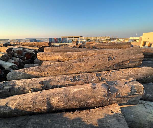 Hardwood Logs Supplier in UAE - Beston Woods