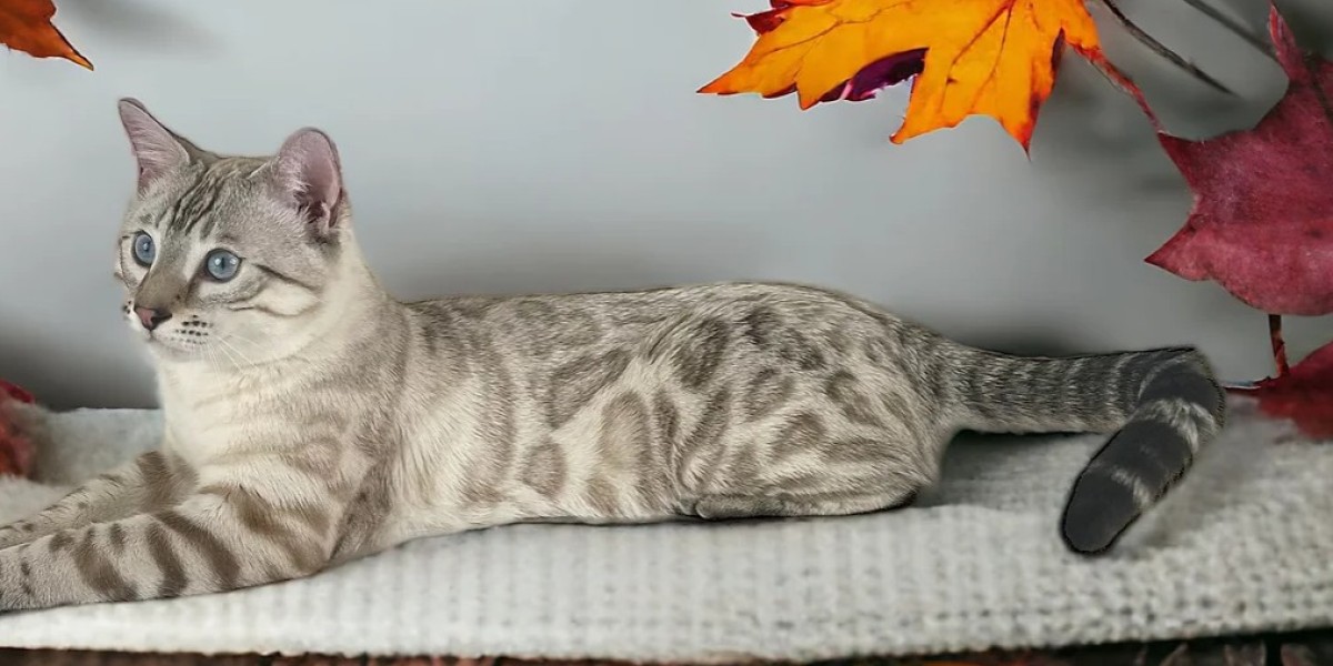 Unleashing the Beauty of Bengal Cats: What Makes Them So Unique?