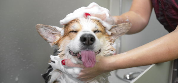 Choosing the Right Shampoo for Your Pet's Coat