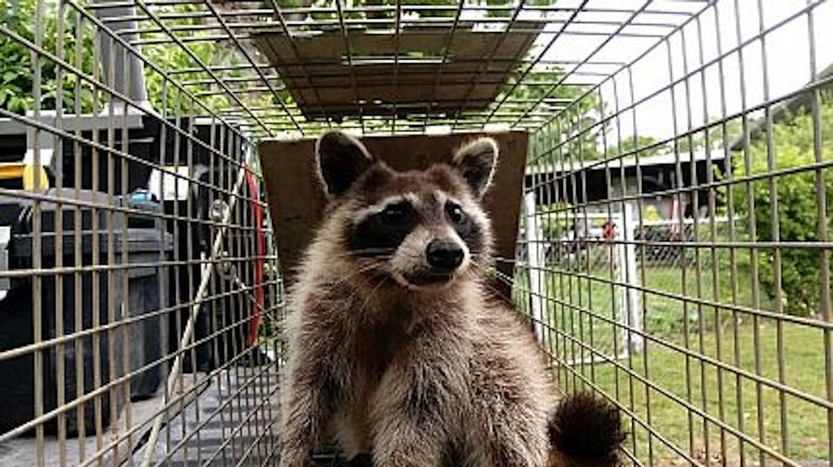 How to Choose the Best Raccoon Removal Service in Houston