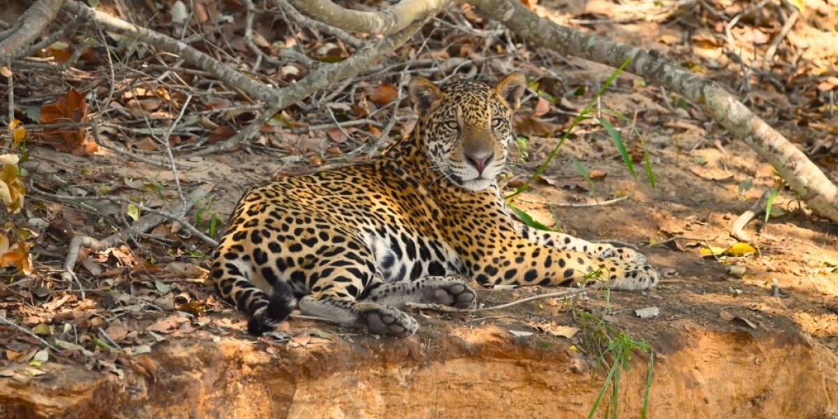 A Thrilling Adventure with Silva Tour Pantanal , Jaguar Photography Safaris