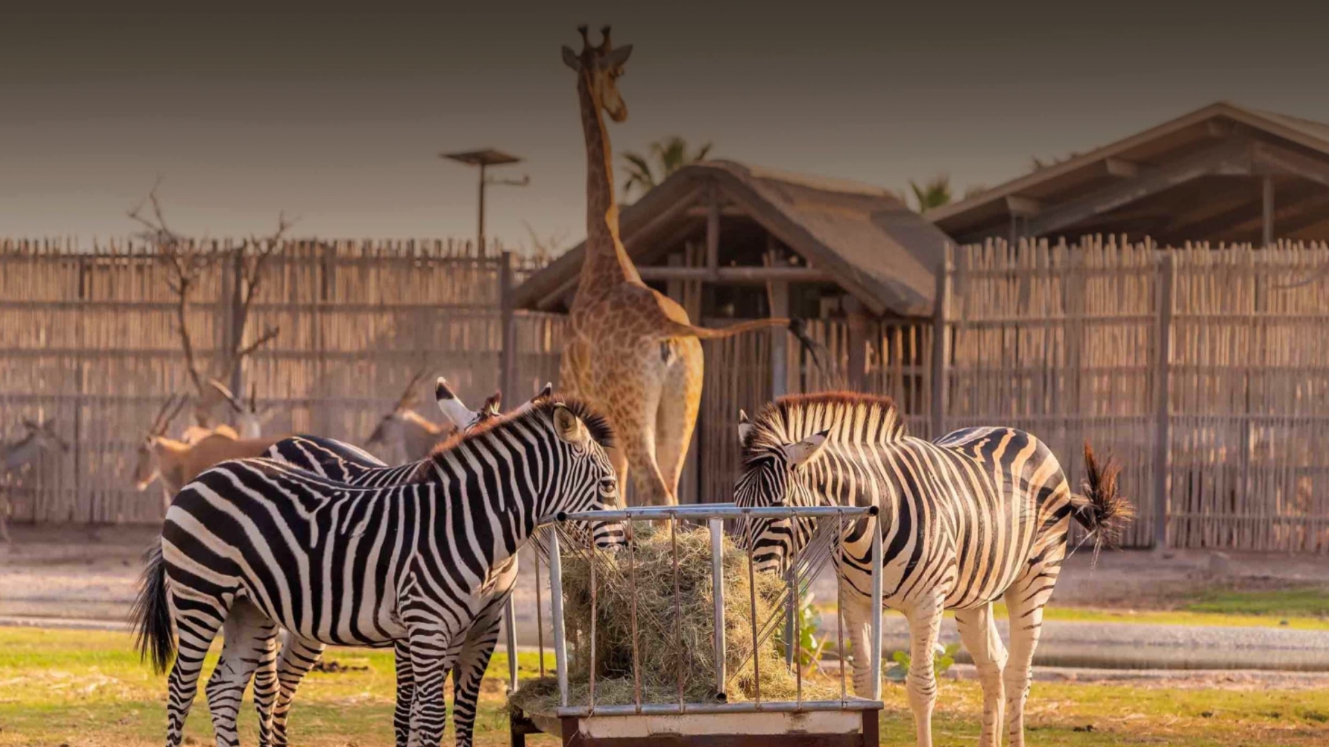 About Dubai Safari Park -